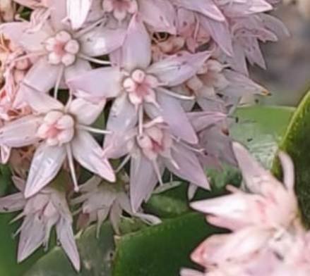Crassula ovata flower details